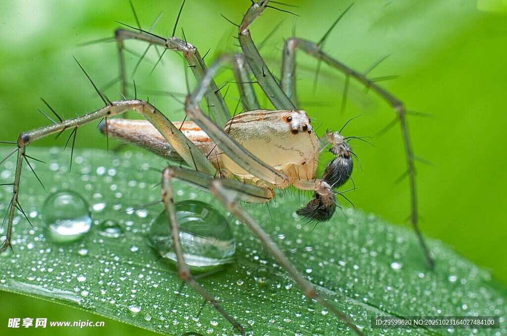 水珠上的奇特大眼蜘蛛