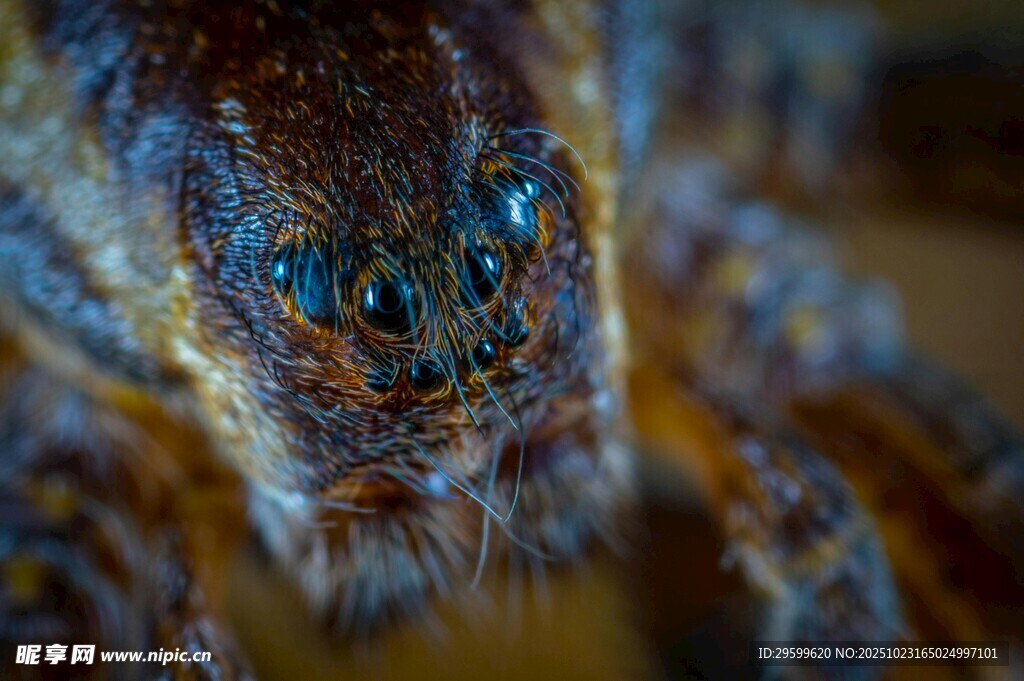 微距下的斑斓蜘蛛