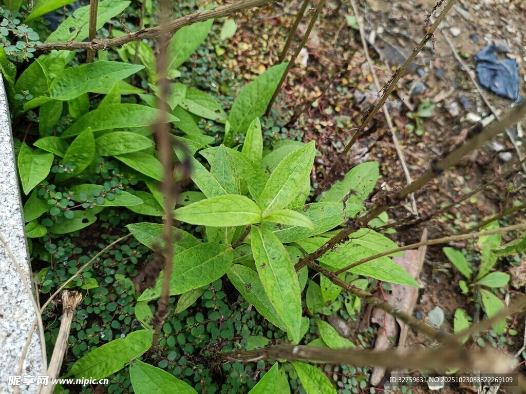 野外生长的绿色植物