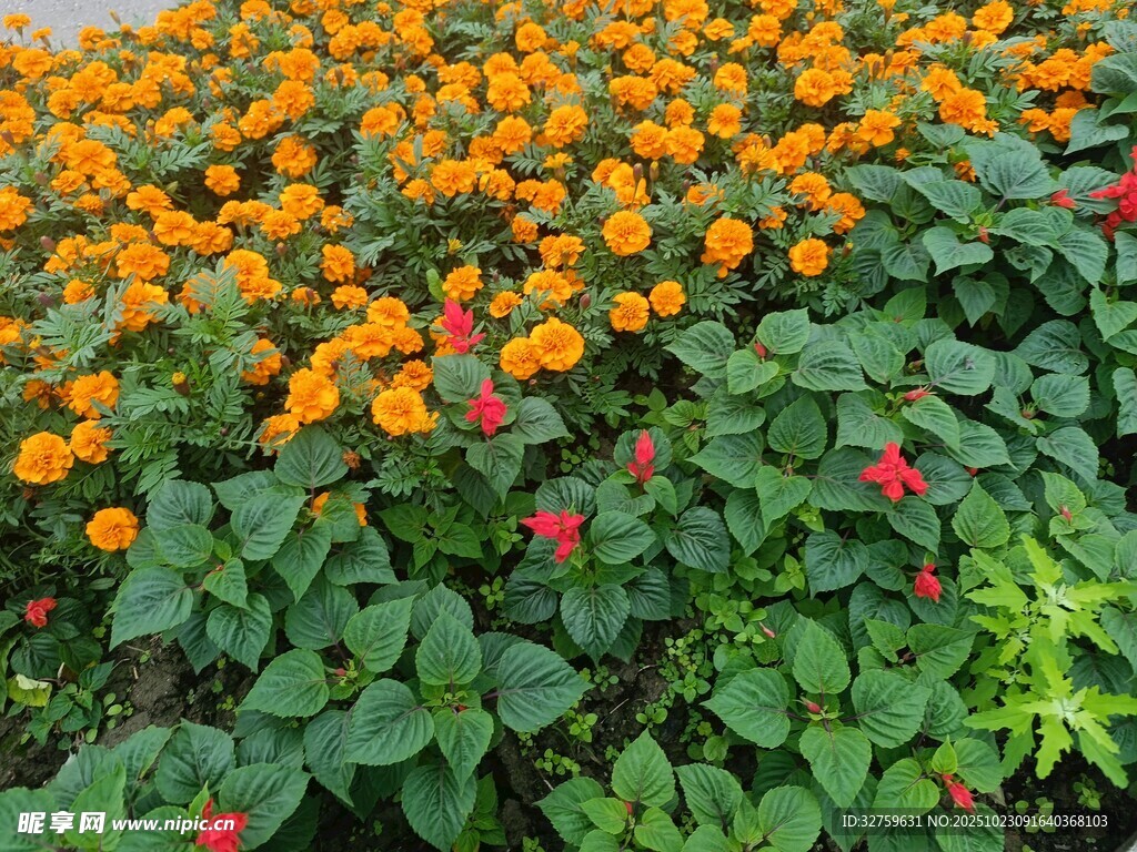 绚烂橙花绽放绿意间