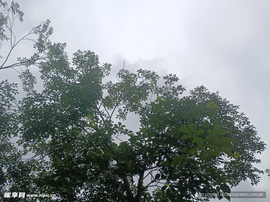 雨中繁茂的树冠