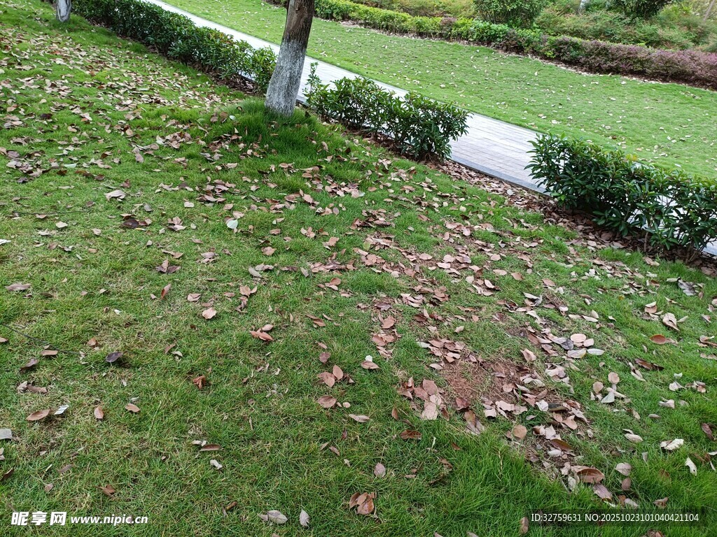 草坪上散落的缤纷花瓣