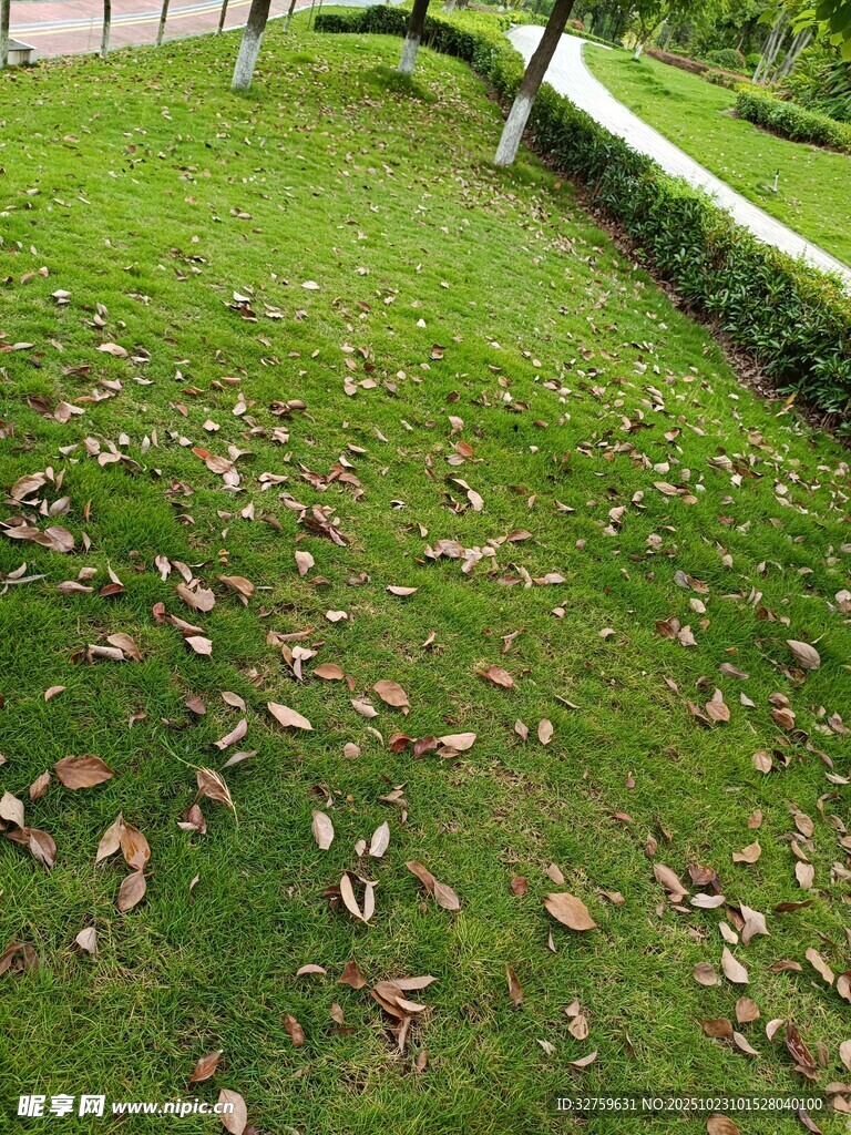 草坪上散落的枯黄落叶