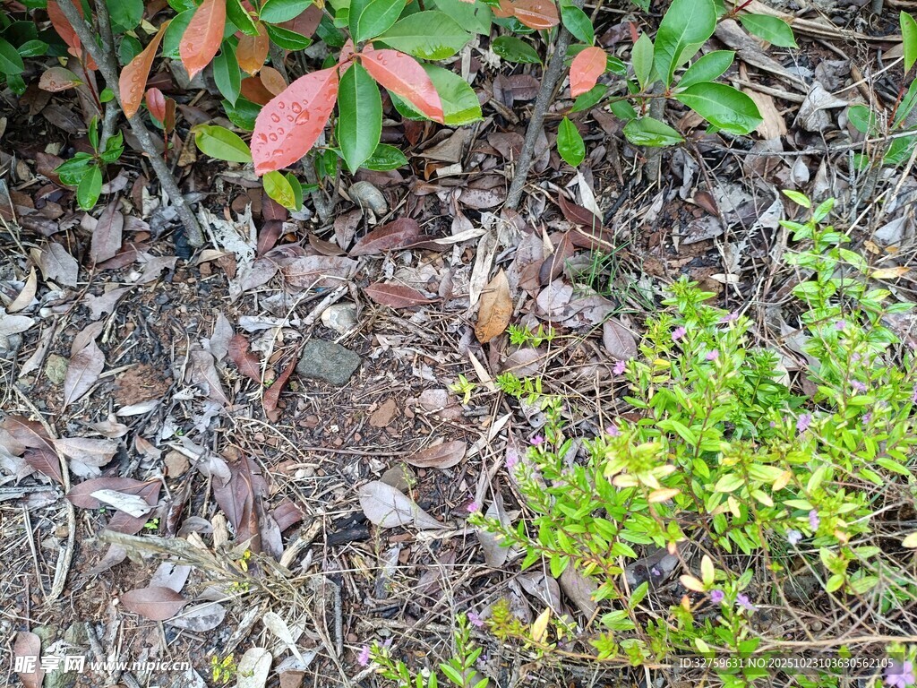 地面绿植与枯叶景象