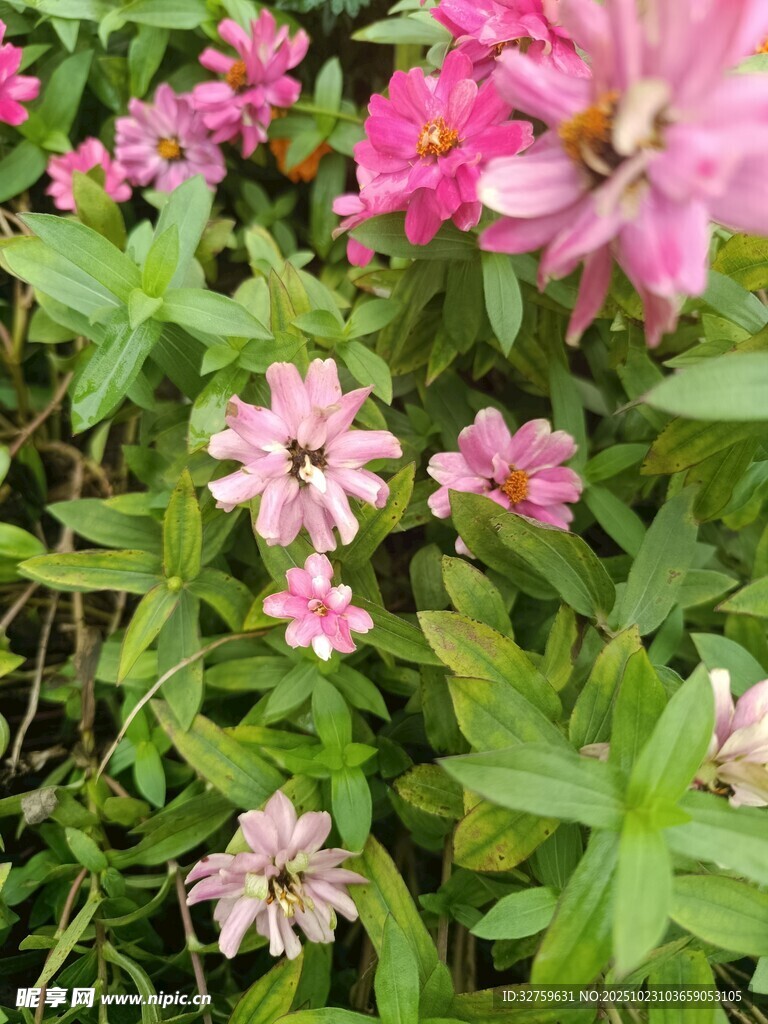 粉色小花绽放绿意间