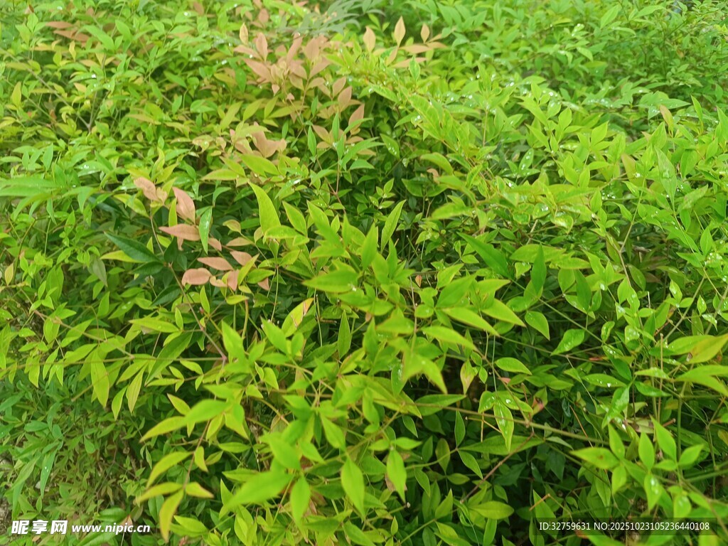 绿意盎然的繁茂植物