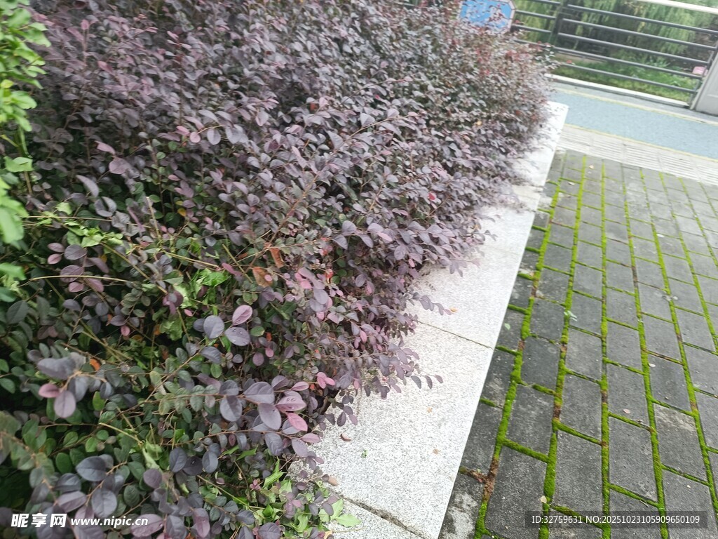 路边紫叶植物与砖石路面
