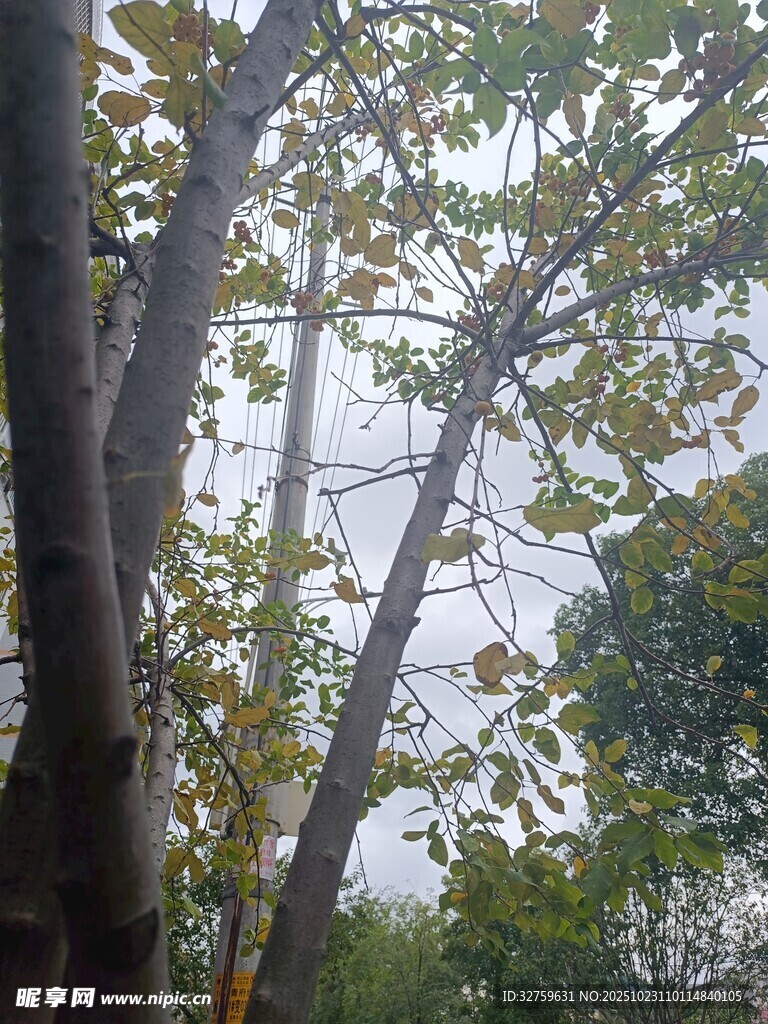 林间树木枝叶繁茂景象