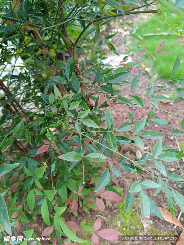 绿叶繁花的户外植物景观
