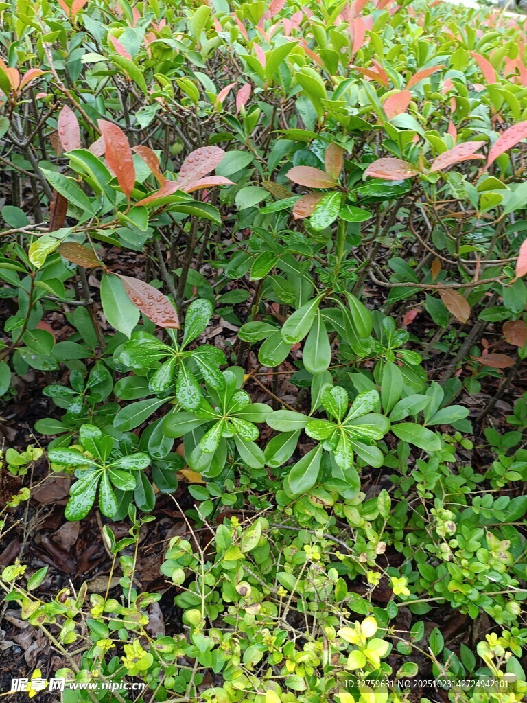 多彩灌木植物景观