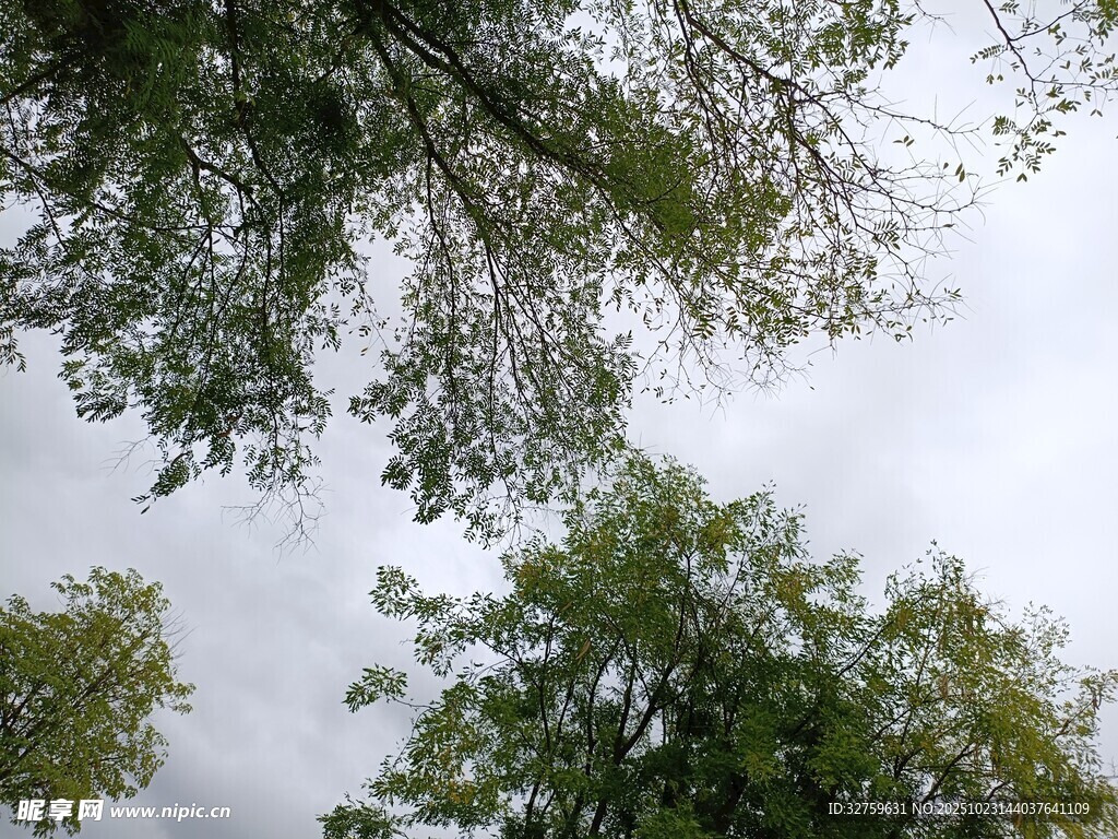 仰视葱郁树木与灰白天空