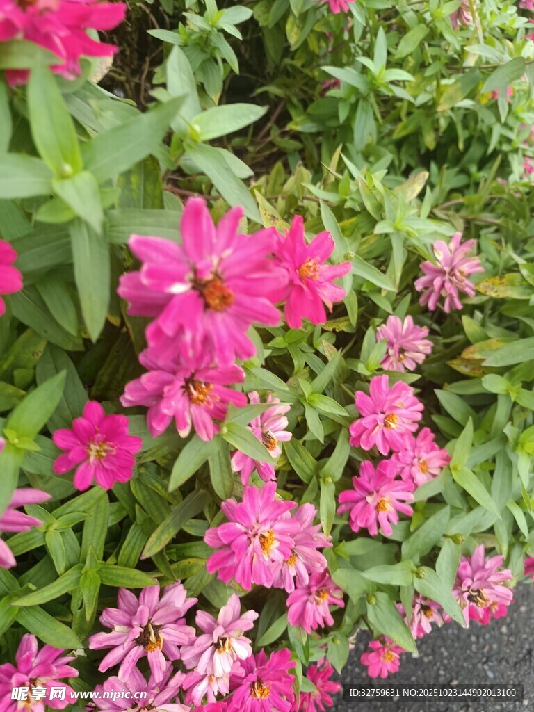 娇艳粉色花卉绽放