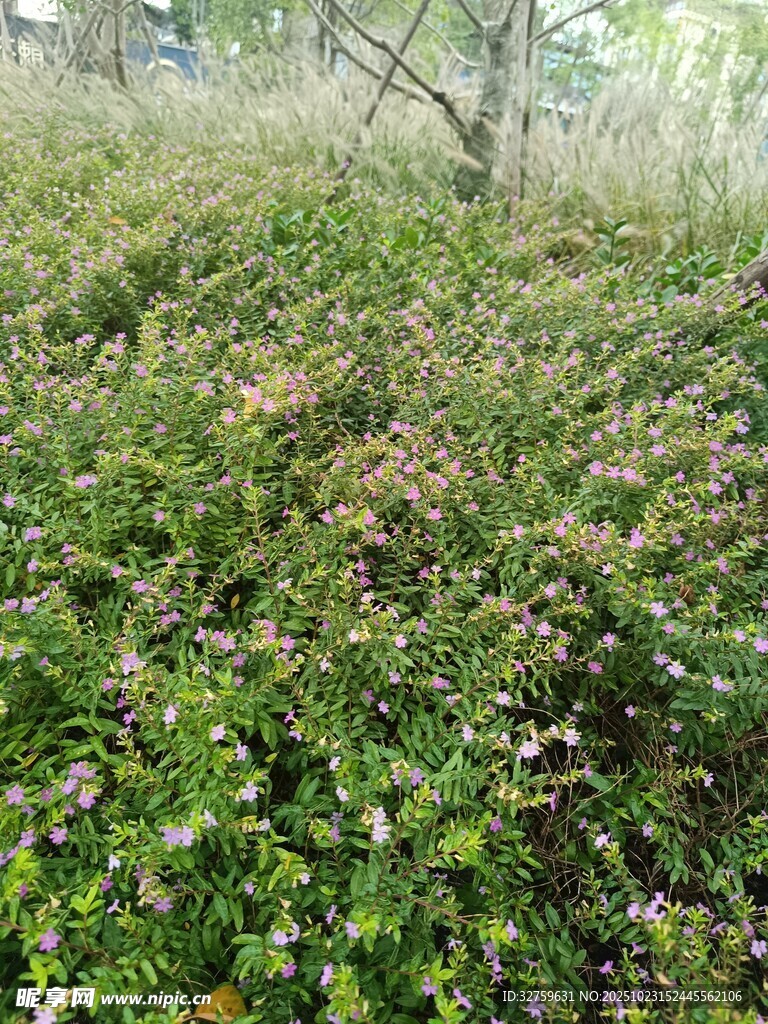 繁茂花草覆盖的林间地面