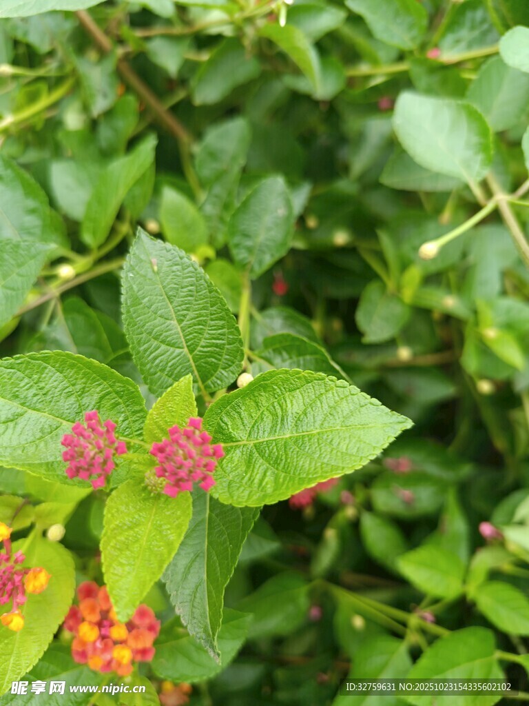 绿叶丛中的多彩小花