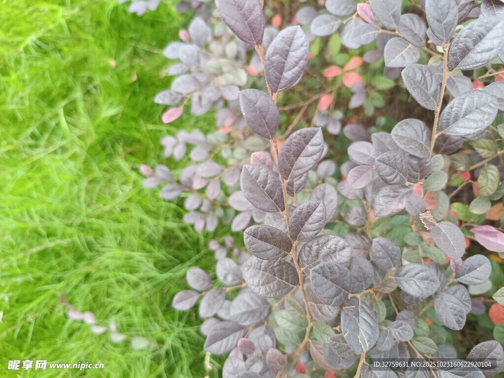 紫叶植物与翠绿草地
