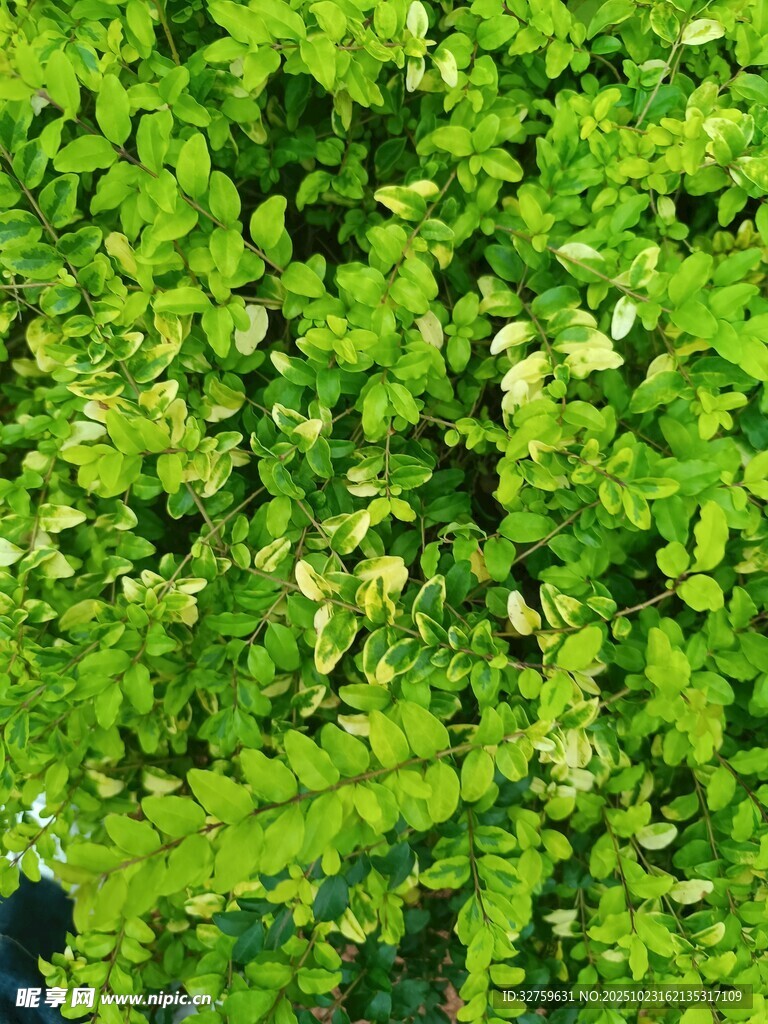 翠绿繁茂的植物叶片特写