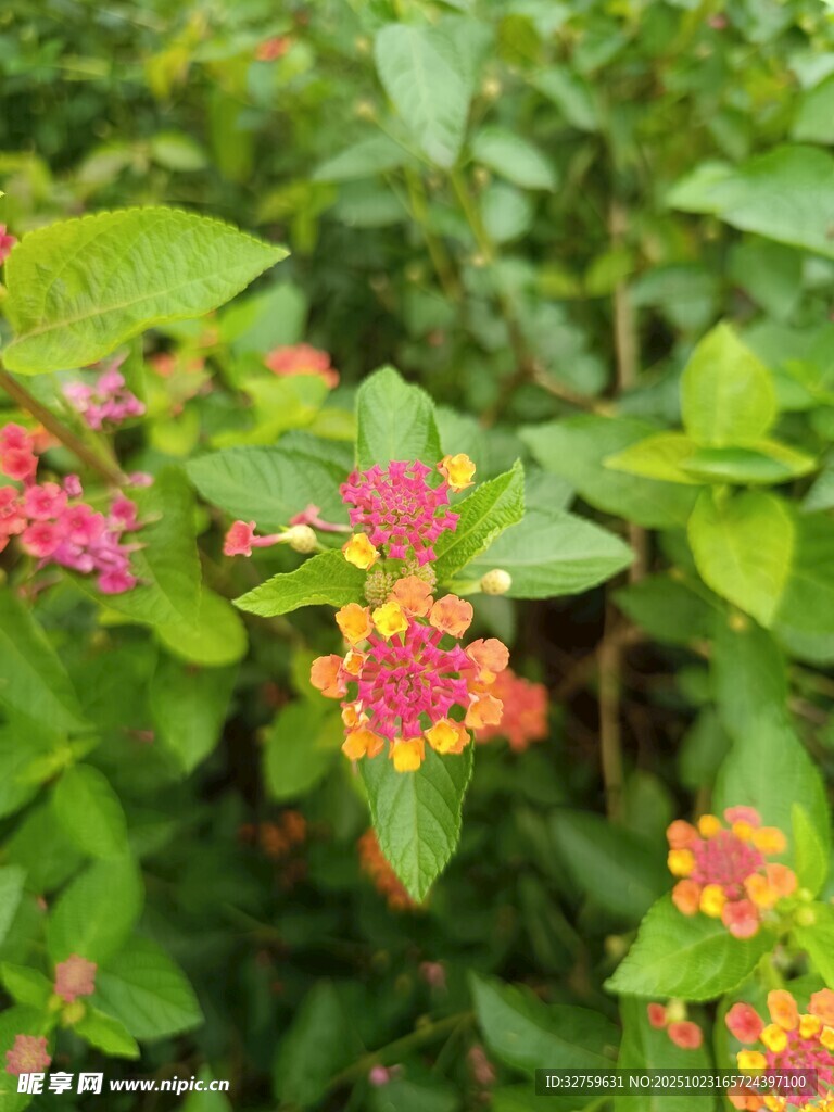 多彩马缨丹绽放绿意间