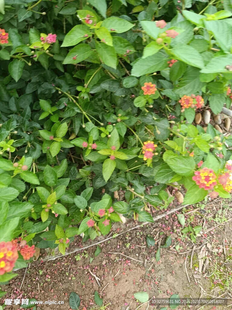 绿叶间绽放的鲜艳花朵