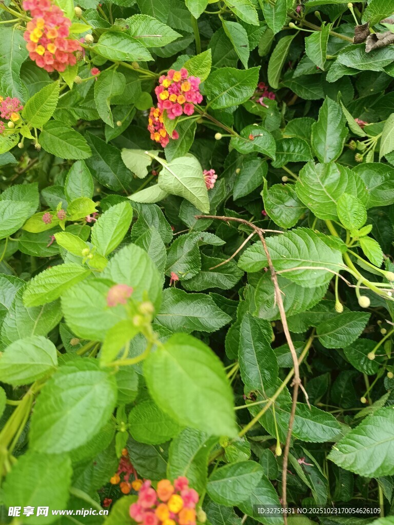 绿叶间绽放的鲜艳花朵