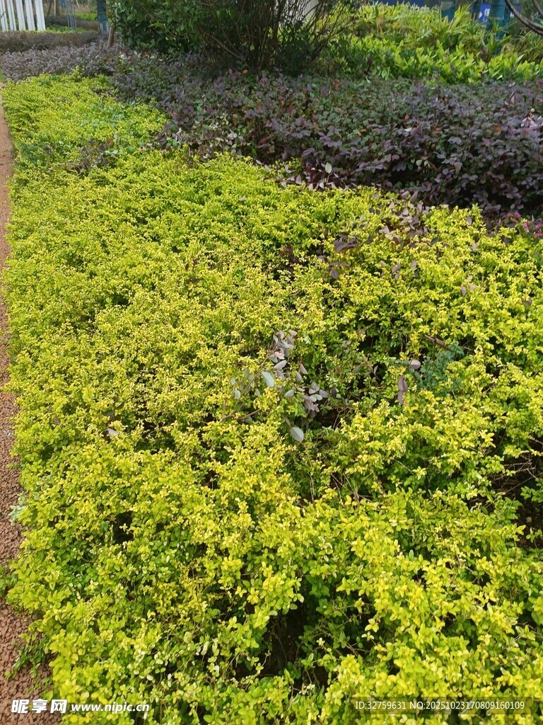 金黄叶片植物景观