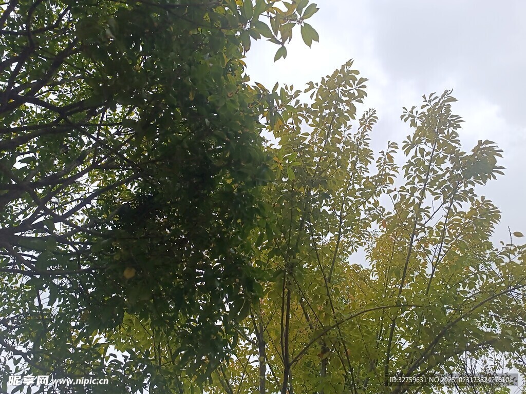 仰视茂密树冠的自然景象