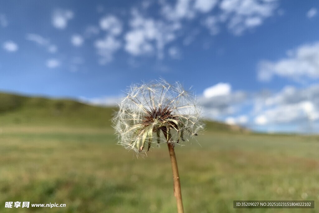 若尔盖草原 蒲公英