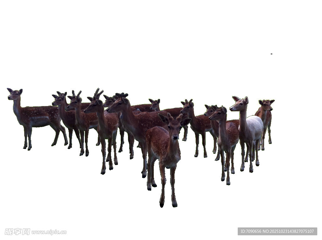 一群鹿的精美3D模型展示