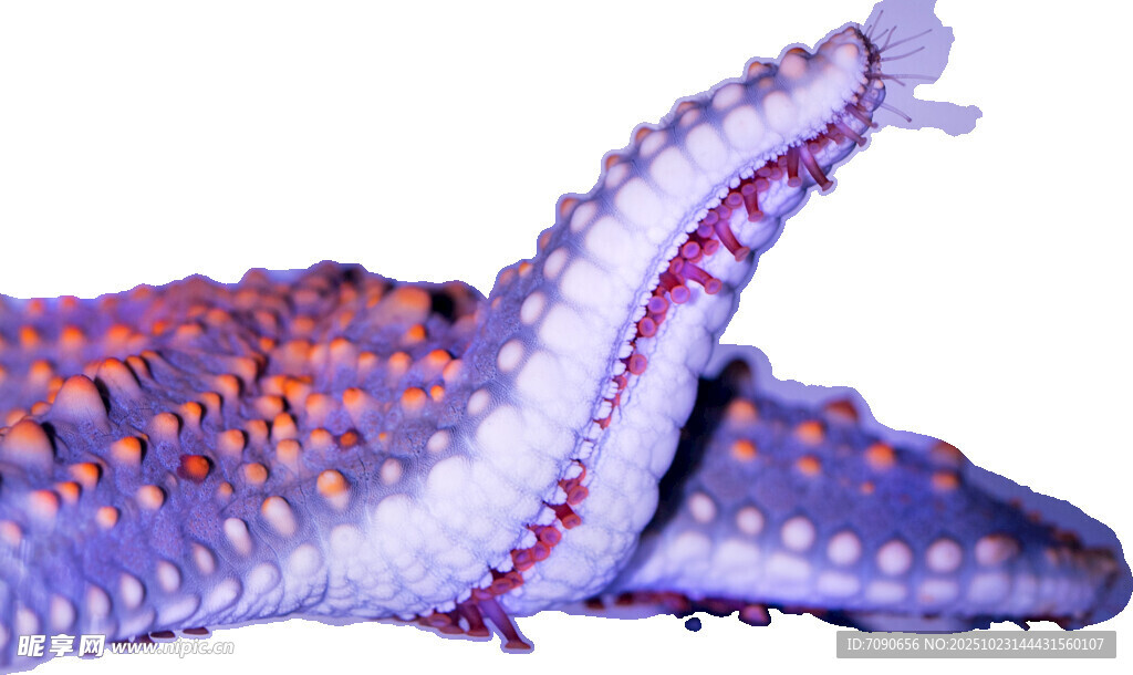 色彩斑斓的海星特写