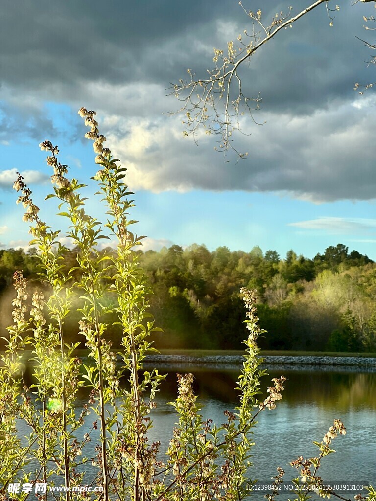 湖畔绿植与多云天空美景