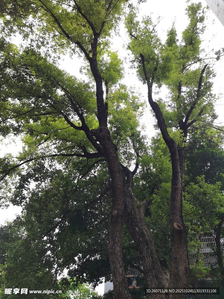 高大繁茂的树木景观