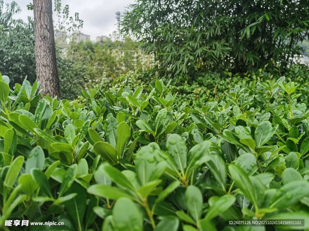 茂密绿植景观