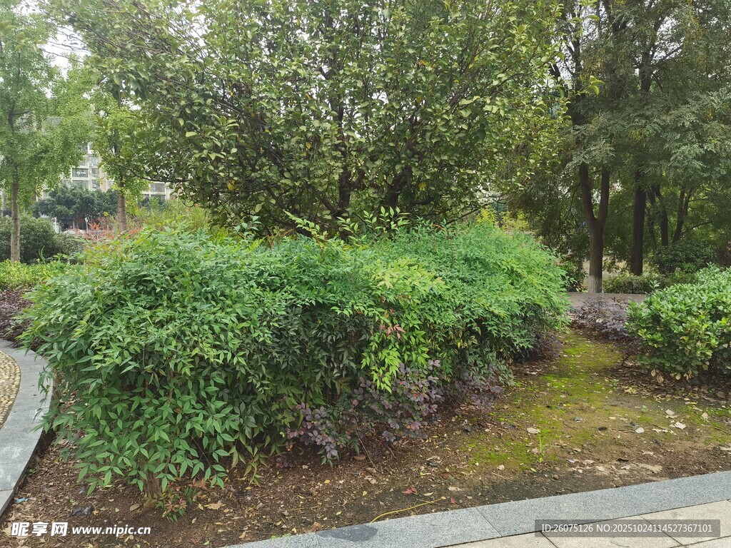 公园中的绿植景观