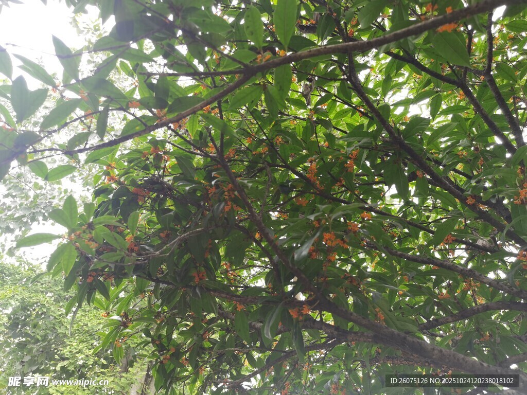 繁茂枝叶间的自然景致