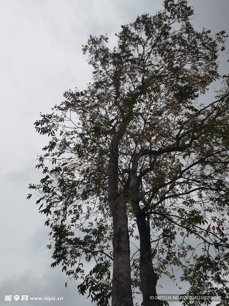 孤树挺立枝叶繁茂