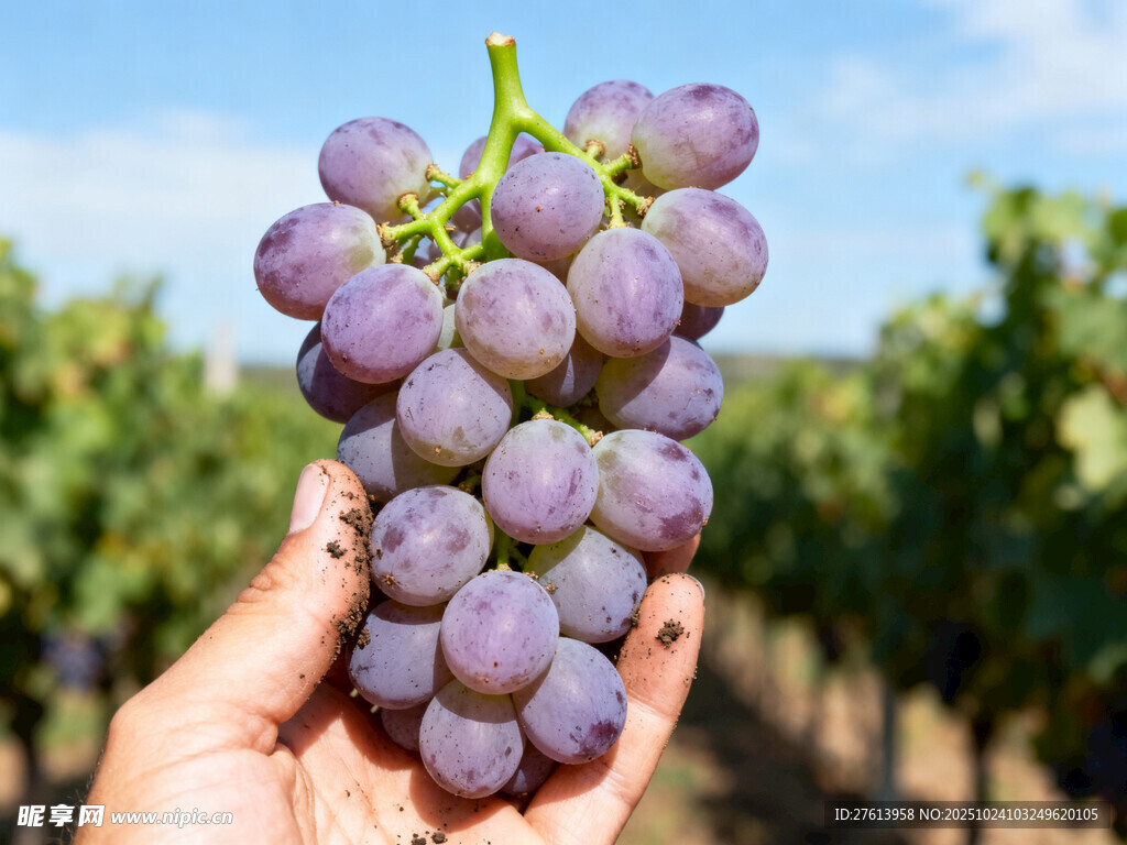 手捧紫葡萄
