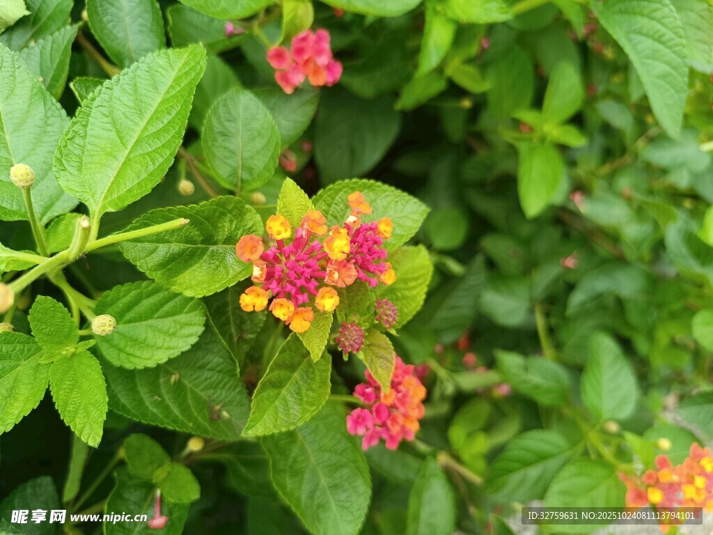 多彩马缨丹绽放绿叶间