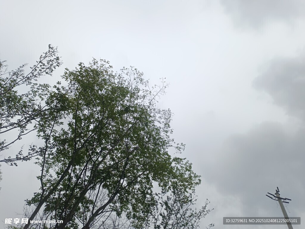阴天中的绿树与电线杆