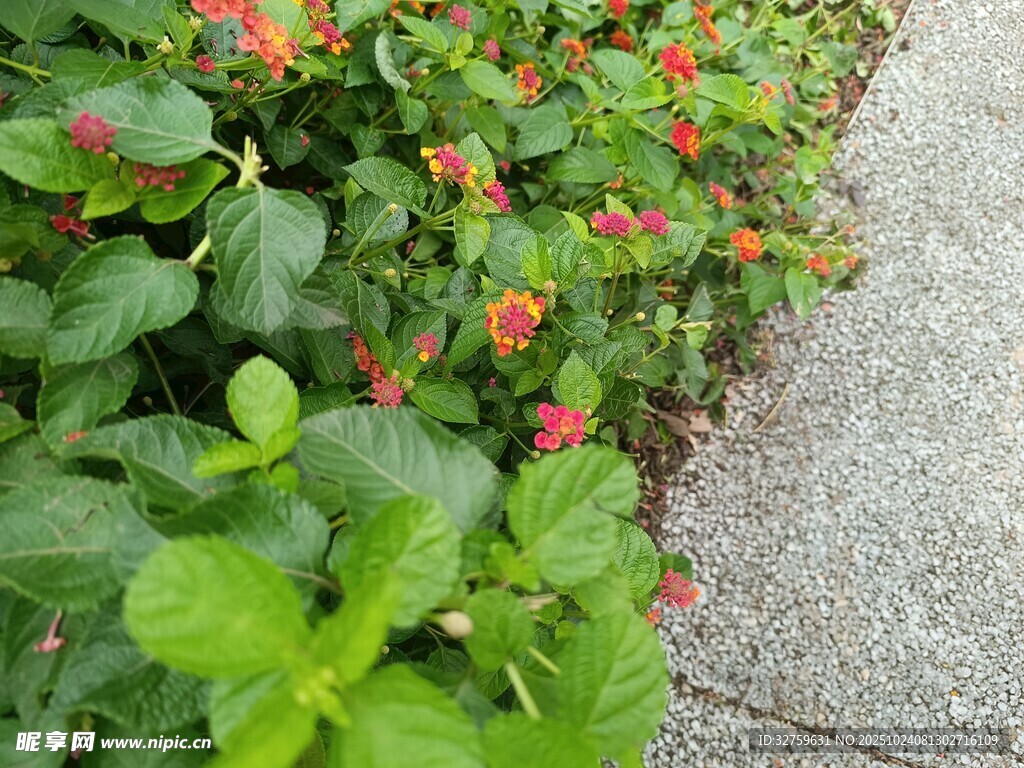 路边鲜艳的红花绿叶