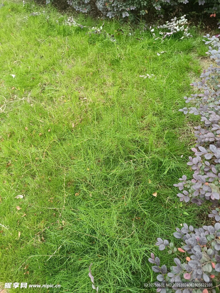 绿草与紫色小花的景致