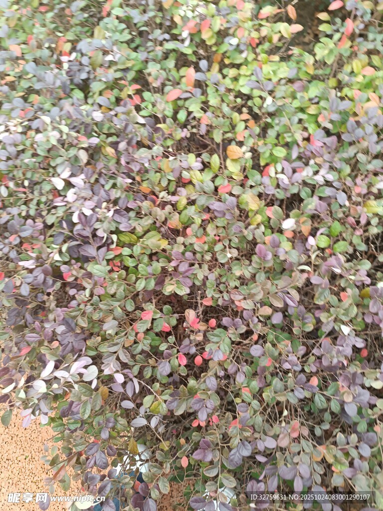 繁茂的多彩植物景观