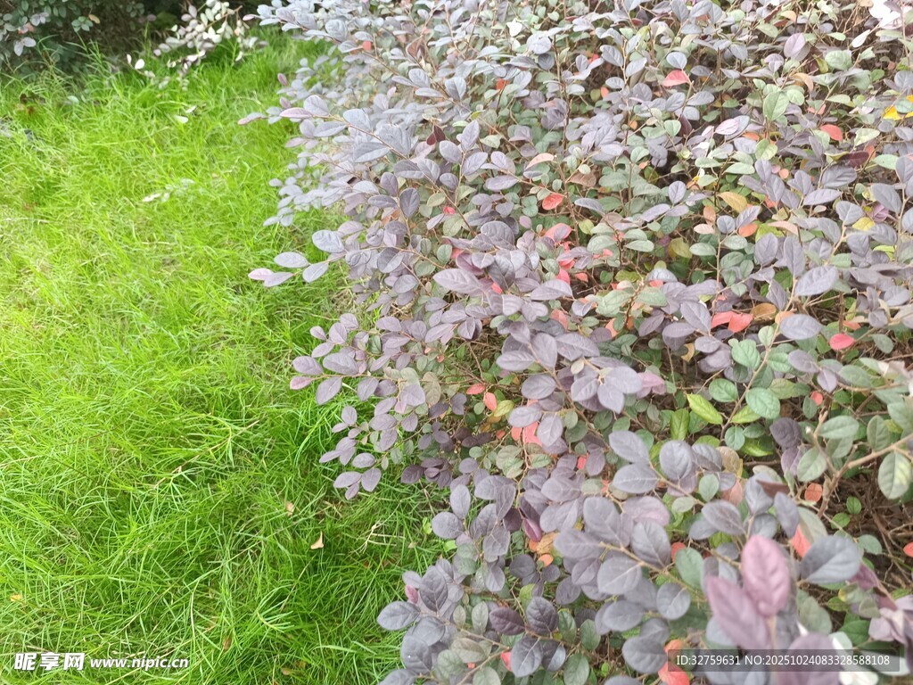 绿叶紫叶相映的植物景观