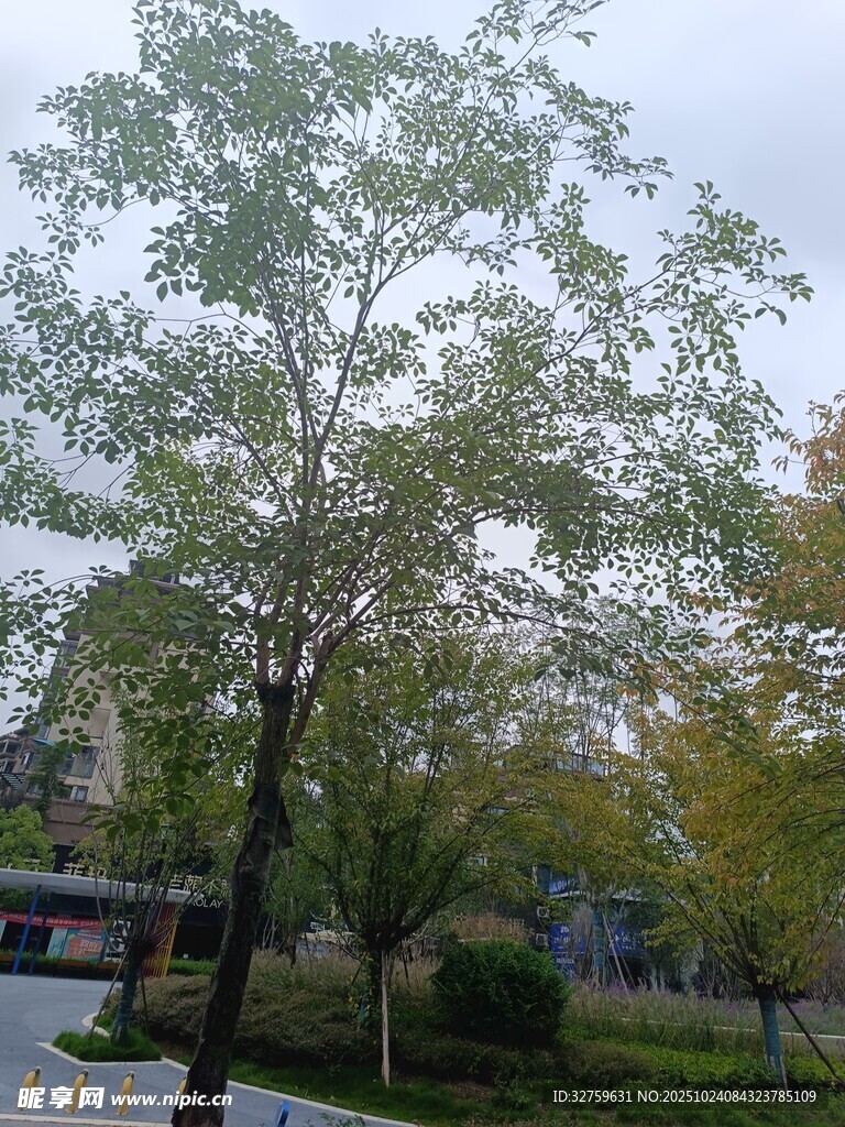 秋日公园中的葱郁树木