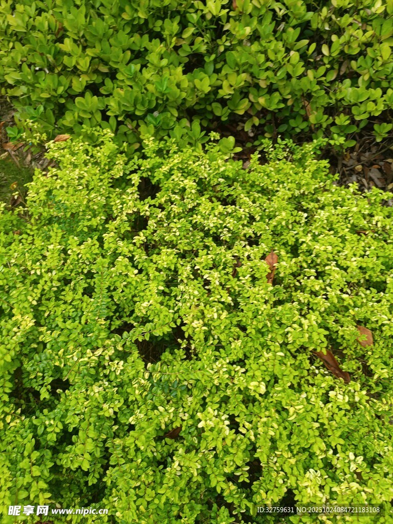 翠绿繁茂的地被植物