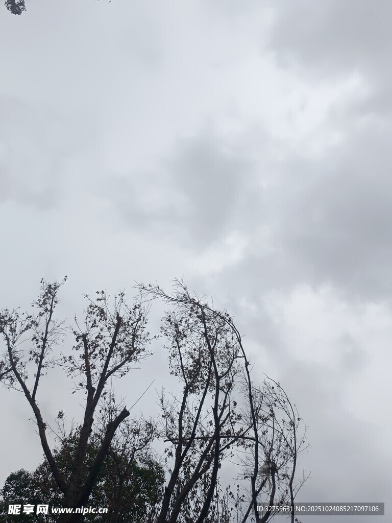 乌云下的枯树景象