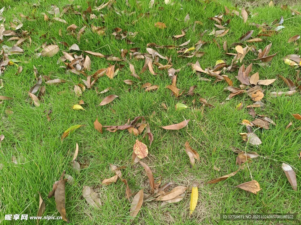 草地上散落的枯黄树叶