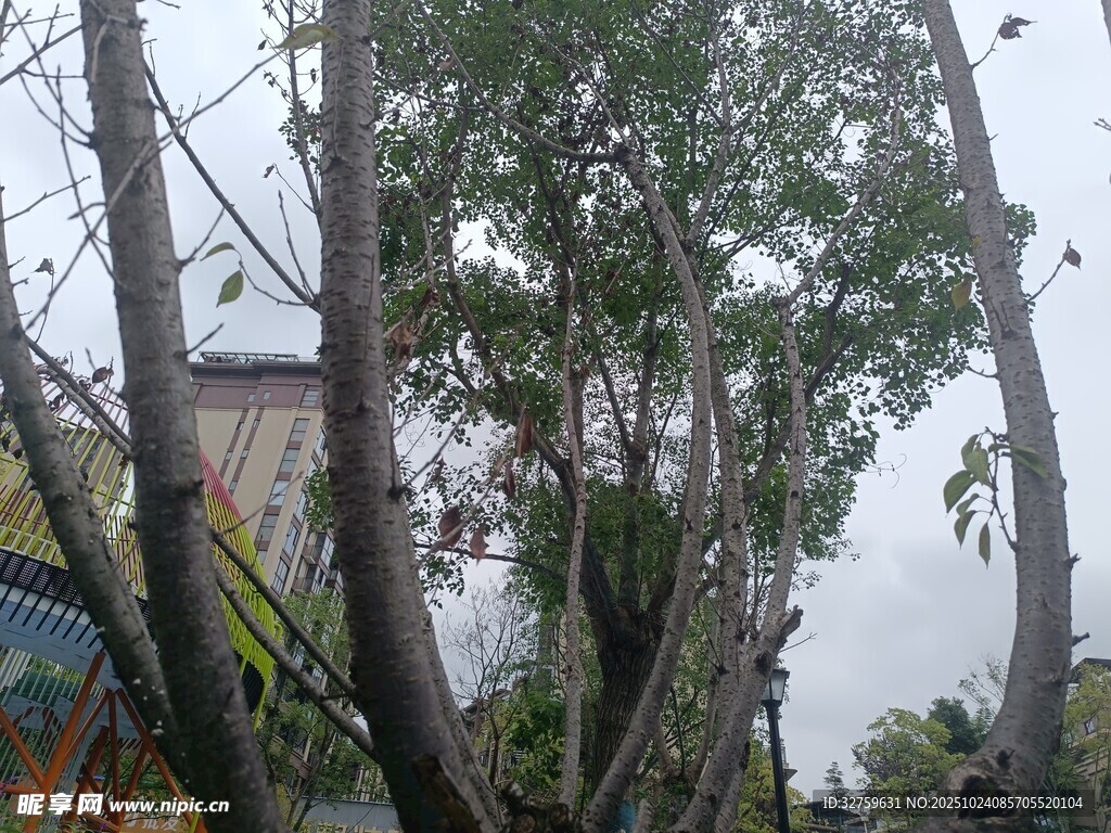 暴风雨后的倾斜树木
