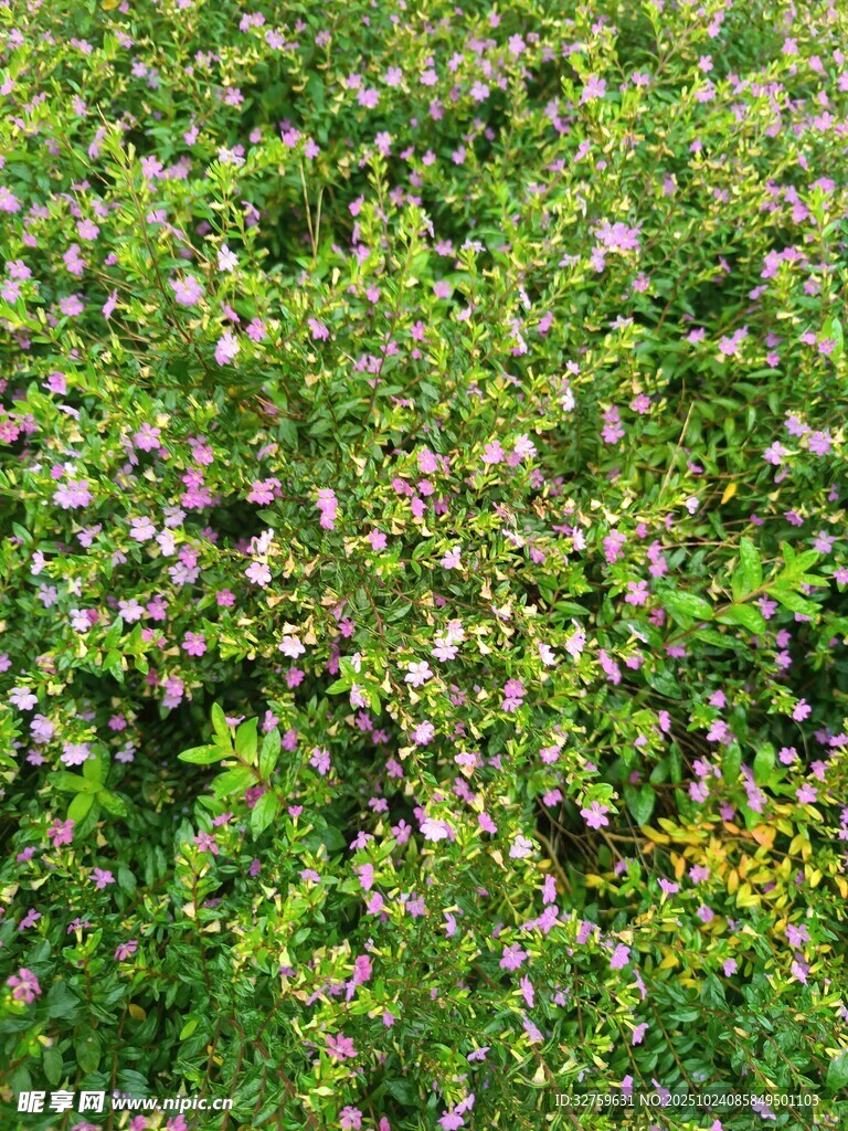 繁茂绿植与零星小花