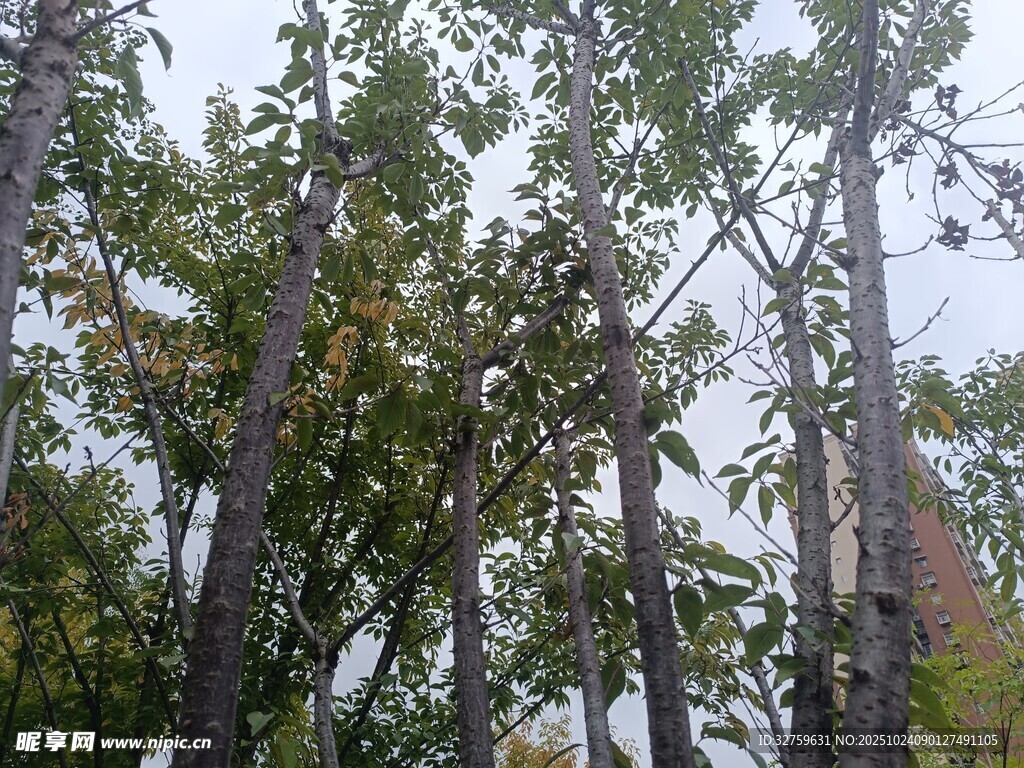 秋日树林中的挺拔树木