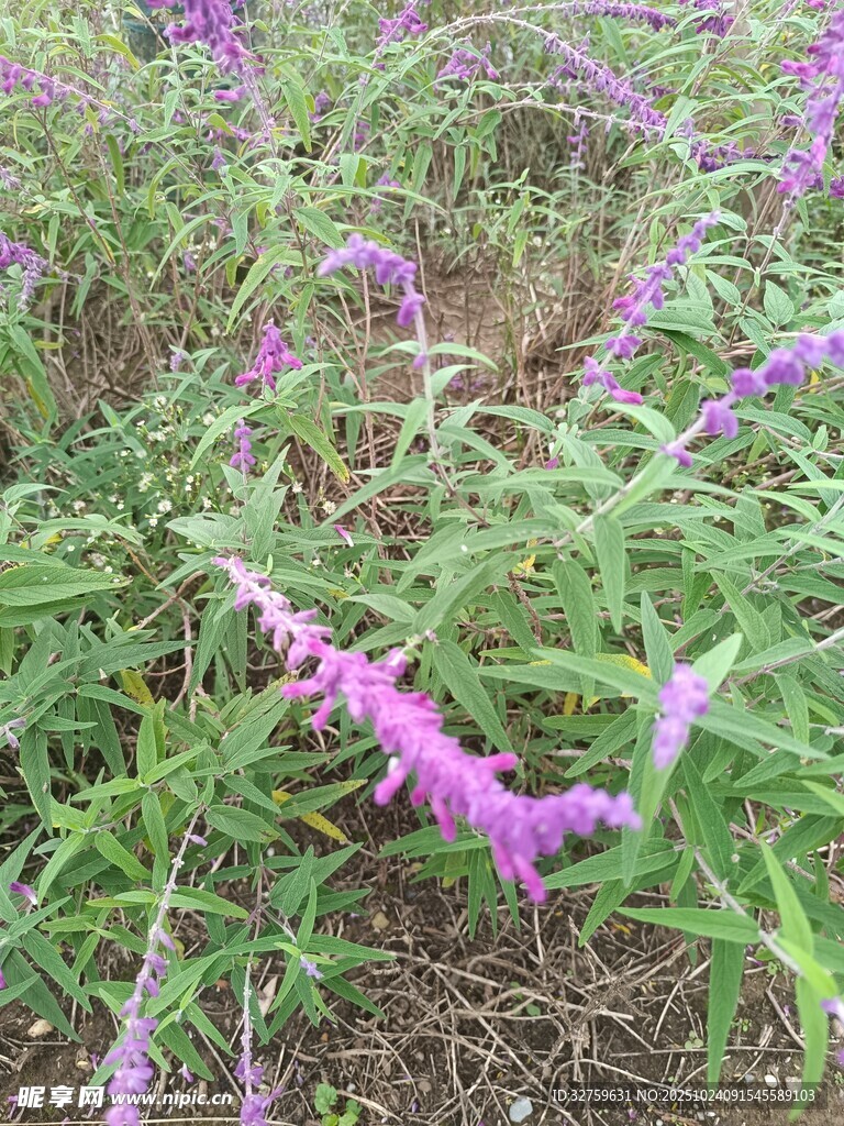 紫色穗状花卉特写