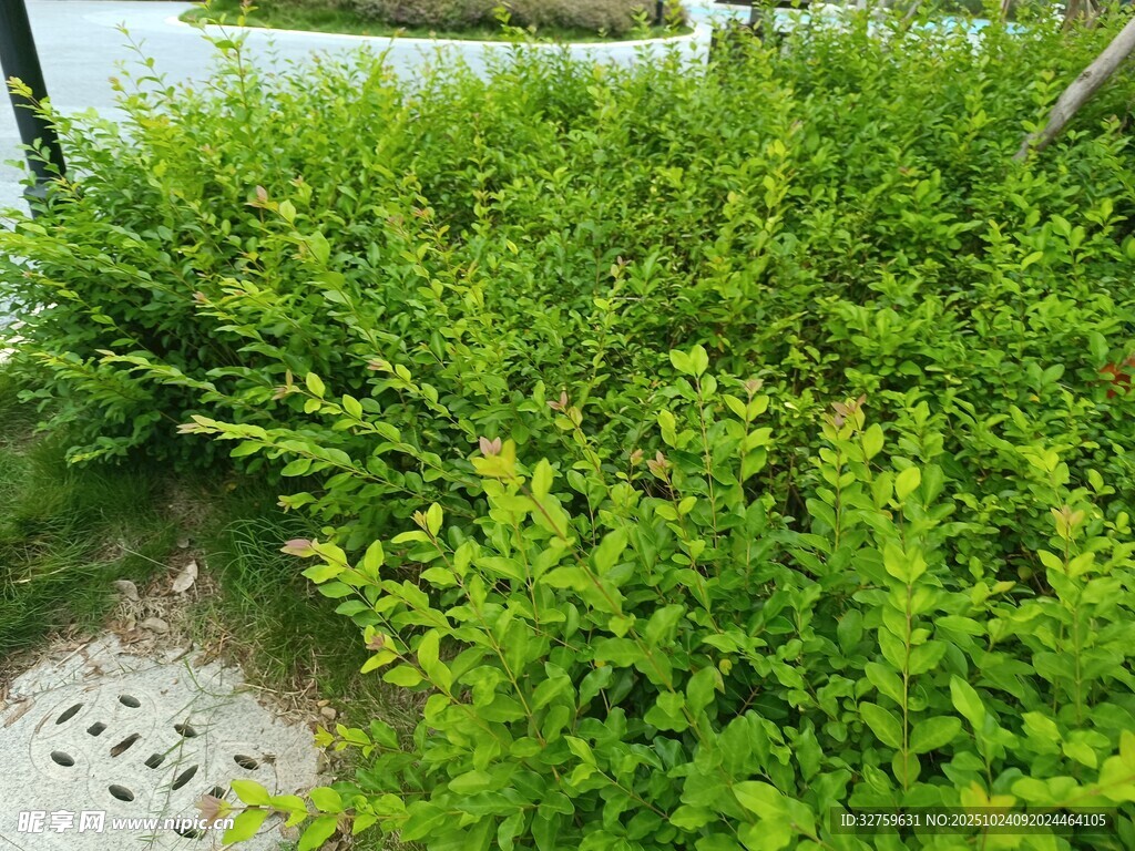 翠绿繁茂的灌木丛